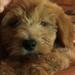 Meet your Posher, Paula